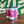 Load image into Gallery viewer, Animal Noises | DDH DIPA | 6th Bday Release
