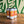 Load image into Gallery viewer, For The Plot | Maibock | 6th Birthday Release

