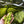 Load image into Gallery viewer, Side Quest |  Wet Hop DIPA
